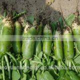 Green Radish thumbnail-3