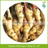 Shandong price of fresh ginger from ginger exporter