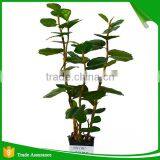Artificial Green Ornamental Plant Indoor and Outdoor thumbnail-3