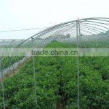 Greenhouse thumbnail-1