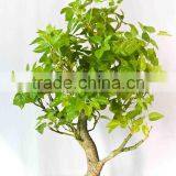 2017 Artificial Ficus Bonsai Trees thumbnail-3