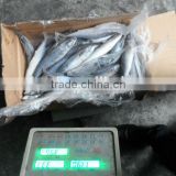 frozen pacific saury in fish