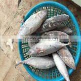 Frozen WR Bonito WR Bonito Fish Frigate Mackerel for Sale thumbnail-1