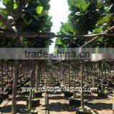 Ficus Lyrata Dia 4-20cm thumbnail-1
