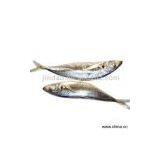 Sell Scad Mackerel thumbnail-1