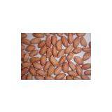 Shandong Peanut Kernels Long Shape