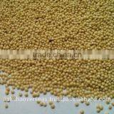 Amaranthus Seeds thumbnail-2