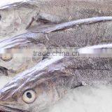 WR Frozen Hake thumbnail-2