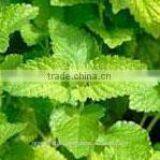 15ml High Quality Melissa Oil