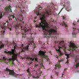 Elegant in smell new coming myosotis flower for home decorations