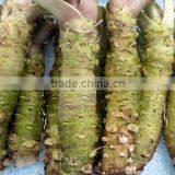 Wasabi Powder thumbnail-3