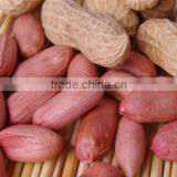 Large Type Peanut Kernels 20/24 24/28 28/32 thumbnail-2