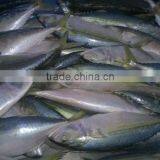 FROZEN INDIAN MACKEREL WHOLE ROUND NORTH IN VIETNAM thumbnail-2