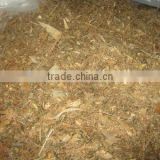 CORN SILAGE FOR ANIMAL FEED - HOT SALES 2014 - GIA GIA NGUYEN COMPANY