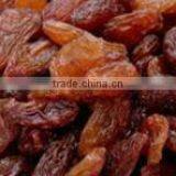 Dried Raisin thumbnail-1
