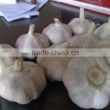 WHITE GARLIC FROM VIETNAM (SKYPE: VISIMEX10) thumbnail-3