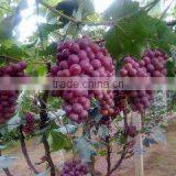 Nitrogenous Manure, N46 Urea Agricultural Grade thumbnail-4