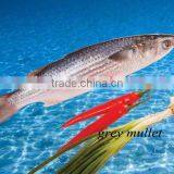 Frozen Grey Mullet Whole Round thumbnail-1