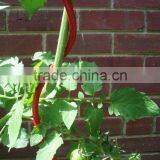 3mm Electro-galvaized Tomato Trellis High Quality China Supplier on Sale thumbnail-5