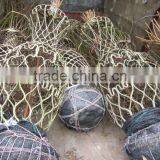 Lagerstroemia Indica Tree Different Shape Downloading thumbnail-5