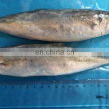 Muroaji Frozen Round Scad Fish Frozen Layang Scad Decapterus Macrosoma thumbnail-3