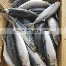 Frozen Pacific Mackerel Fish Scomber Japonicus Chub Mackerel thumbnail-4