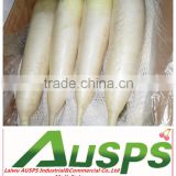 chinese fresh white radish