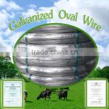 oval galvanized steel used for cattle fencing (factory of producing steel wire)