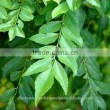 Curry Leaf Extract via SCFE Co2 thumbnail-1