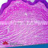 Individual Slides You Can Choose Educational Student Histology Microscope Prepared Slides of Epiglottic Cartilage Sagittal Sec thumbnail-5