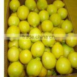 Fresh Lemon thumbnail-1