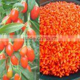 Dried Goji Berry Organic Goji Berries thumbnail-5