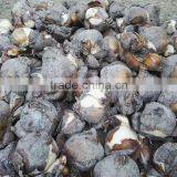 Zhangzhou Narcissus Tazetta Bulbs Daffodil Flower Bulb thumbnail-4