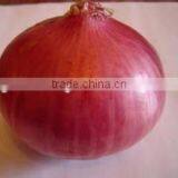 Buy/Import China Organic Red Onion 2016 Crop