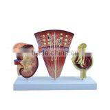 Vivid Medical Human Body Anatomy Model Kidney thumbnail-2