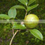 150L High Quality Plants Essential Oil Distillation Macine on Sale thumbnail-1