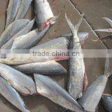 Frozen Mahi Mahi Fish Whole Around (Coryphaena Hippurus) thumbnail-3