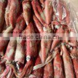 Loligo Squid Sale thumbnail-1