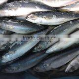 Frozen WR Pacific Mackerel Seafood thumbnail-1