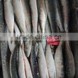 Superior Quality Sardine for Bait on Sale thumbnail-4