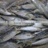 Frozen Horse Mackerel thumbnail-3