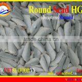 FROZEN ROUND SCAD HGT thumbnail-1