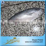 Frozen Bonito Fish Without Points thumbnail-2