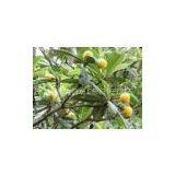 Corosolic Acid Banaba Leaf Extract thumbnail-1