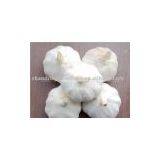 5cm Garlic thumbnail-3