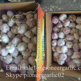 New Crop 5.5cm Normal White Fresh Garlic In 10 kg Box packing