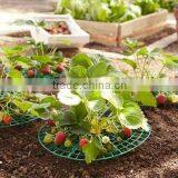 Garden Plastic strawberry support set of 5pcs RPS1006