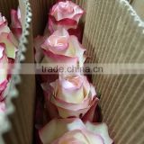 Special Red Lip roses fresh cut flower