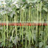 Best Bean Seeds SX Cowpea Seeds No.1410 thumbnail-1