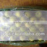 Gapple Fruit Fresh Olden Crisp Apples Non-bagged Golden Apples This Year thumbnail-1